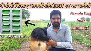 Female dog ko Heat mein lane ka 100 tarika  Dog ko heat me kaise laye  Dog heat problem [upl. by Cora]