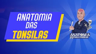 Anatomia das tonsilas [upl. by Kern]