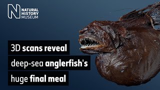 3D scans reveal deepsea anglerfishs huge final meal [upl. by Asaret]