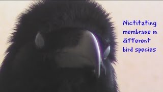 Nictitating membrane in different bird species [upl. by Galer427]