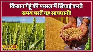 Agriculture Special गेहूं की फसल में सिंचाई करते समय बरतें यह सावधानी वरना  local18 [upl. by Modesta]