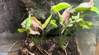 Mourning geckos basic care and hatchlings Lepidodactylus lugubris [upl. by Raney977]