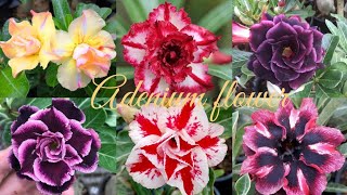 Adenium flower collection  Most beautiful adenium flower colour part7😍😍 [upl. by Torrlow905]