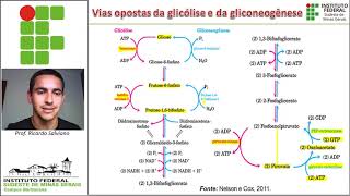 Metabolismo carboidratos parte IV  Gliconeogênese e Via das Pentosesfosfato [upl. by Urquhart]