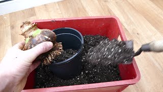 How to Plant Bulbs in the Spring or Fall [upl. by Yborian]