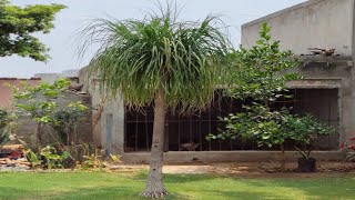 Best Palm Tree For Home Garden  Ghar ke bageeche ke lie sabase achchha palm [upl. by Eben]