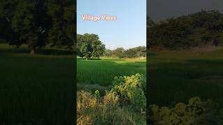 Village Vibes shorts village nature [upl. by Bebe345]