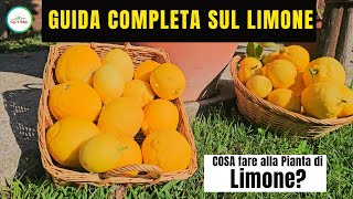 Come Coltivare Il Limone  GUIDA COMPLETA SUI LIMONI  quotCura La Naturaquot [upl. by Aynotan149]