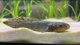 Australian Lungfish one of the rarest aquarium fish [upl. by Risa]