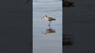 Long Billed Curlew oceanbeach sanfrancisco ahorebird curlew bird pacificocean beach [upl. by Map106]