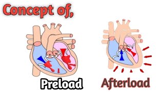 preload and Afterload with animation short review urduHindi [upl. by Herates]