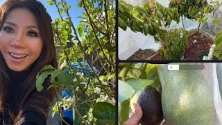 7 Lychee trees update in ground  Lamb Hass drop 🇦🇺🌼😊 [upl. by Ennayk332]