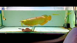 7 Beautiful Golden Highback Arowana  Rare Malaysian Gold Arowana Fish [upl. by Elodia]