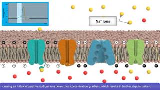 Detailed Animation on Action Potential [upl. by Dinsmore]