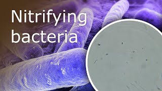 All About Nitrifying Bacteria in Your Aquarium What they Are and Where Can You Find Them [upl. by Eddi]