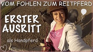 FMA im Stall ✮ Erster quotFohlenquot HandpferdeAusritt kommentiert ♥ Vom Fohlen zum Reitpferd [upl. by Ys]