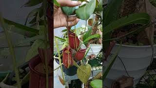 Nepenthes hookeriana [upl. by Joella]