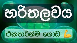 🍀හරිතලවය ලස්සනට අකුරටම😃  Chloroplast  Biology Photosynthesis [upl. by Ailecnarf]