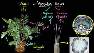 Intro to vascular tissues xylem amp phloem  Life processes  Biology  Khan Academy [upl. by Eyla115]