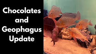 Geophagus amp Chocolate Cichlid Update [upl. by Feola658]