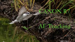 CANON R7  AF Tracking [upl. by Nol]