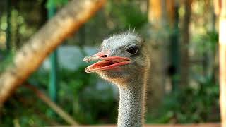 How Do Ostrich Sound Get to know the ostrich and its sounds  noises ostrich video [upl. by Naihtsirc]