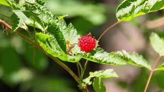 salmonberry  Rubus spectabilis Identification and characteristics [upl. by Cogan]