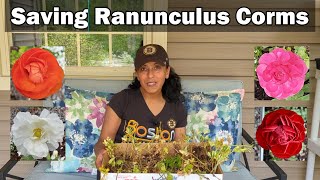 Overwintering Ranunculus  Dig Divide Store Ranunculus Corms Bulbs [upl. by Mueller]