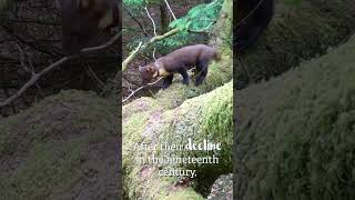 Pine martens in the Forest of Dean [upl. by Edme]