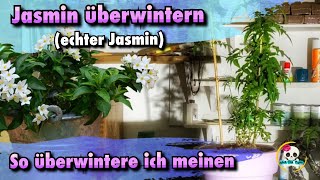 Jasmin überwintern  Jasminum  Echter Jasmin überwintern  Jasmin schneiden pflegen [upl. by Llewkcor]