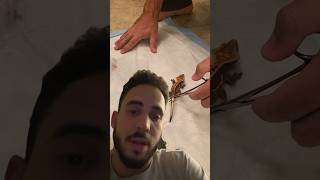 Crested Gecko Tail Drop Reaction 🤦🏻‍♂️ [upl. by Gomer]