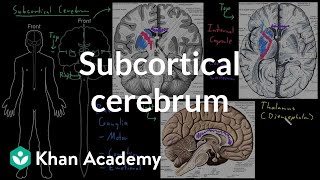 Subcortical cerebrum  Organ Systems  MCAT  Khan Academy [upl. by Hubbard]