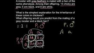 Explanation how one phenotype can produce three phenotypes [upl. by Ecnarrat]