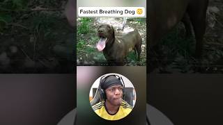 Fastest Breathing Dog 😳 [upl. by Ehud]