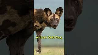 Top 10 unique african wildlife species [upl. by Aihseuqal519]