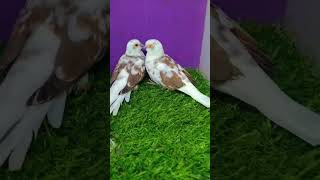 Beautiful doves MASHAH ALLAH dove dovesbird lovebirds quran [upl. by Giuditta232]