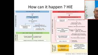 Pathophysiology of HIE HYpoxic ischaemic encephalopathy primary energy failure secondarytertiary [upl. by Adar230]