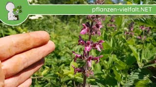 WaldZiest  BlüteBlüten  230518 Stachys sylvatica  essbare Wildpflanzen Bestimmung [upl. by Sidoeht]