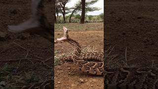 Deadly fast Puff Adder strike [upl. by Nilrak]