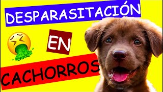 A QUE EDAD SE PUEDE DESPARASITAR UN CACHORRO [upl. by Fillian]