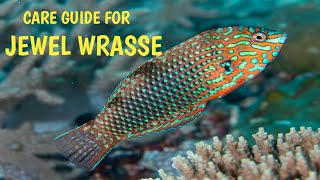 CARE GUIDE FOR JEWEL WRASSELEOPARD WRASSERAY FIN FISHTHRIVE2EXPLORE55 [upl. by Nolla195]