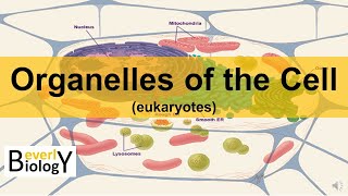 Organelles of the Cell updated [upl. by Meingolda976]