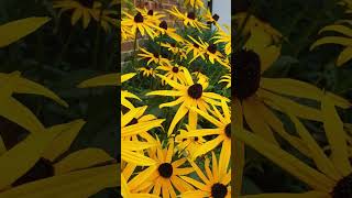 Rudbeckia fulgida Goldsturm shorts [upl. by Aiynat]