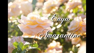 ふわふ和訳：Amarantine  Enya [upl. by Konstantine]