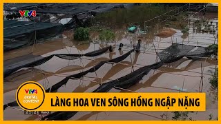 Làng hoa ven sông Hồng ngập nặng  VTV4 [upl. by Deehahs]