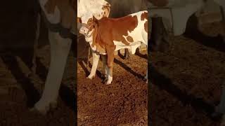 Cow with pink cose baby for sale Cholistany’abluk full Gulabi babyledfeeding shorts cavy babymoo [upl. by Eddi]