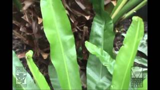 Japanese Birds Nest Fern at Miller Nature Preserve [upl. by Elephus]