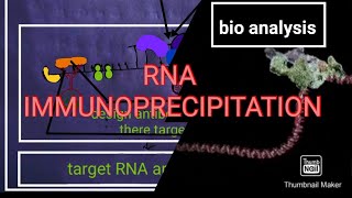 RNA Immunoprecipitation [upl. by Inele]