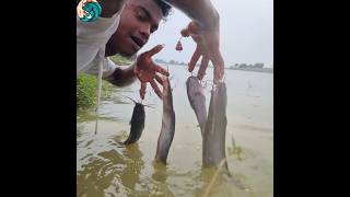 How to catch fish in chicken 🍗fish shorts shortvideo [upl. by Gautious207]