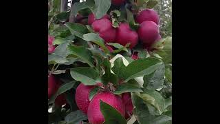 Devil gala apples on the M9 rootstock reels farming viralvideo [upl. by Gluck274]